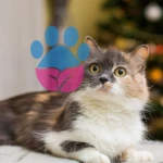 Yılbaşı Ağacınızı Evcil Hayvanınızdan Koruma Yolları