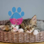 Yavru Kedilerin Annesinden Ayrılma Zamanı