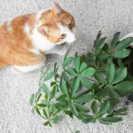 Kedilerin Bitki Yemesi: Kedileri Bitkilerden Uzak Tutma Yolları