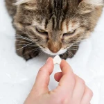 Kedi Vitaminleri: Kediler İçin Gerekli Vitamin Takviyeleri
