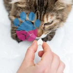 Kedi Vitaminleri: Kediler İçin Gerekli Vitamin Takviyeleri