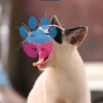 Kedileri Sinirlendiren Şeyler