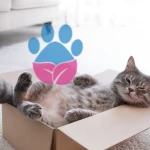 Kedilerin Vazgeçilmezi Kutular-Kediler Neden Kutuları Sever?