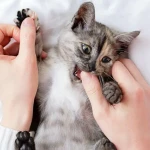Kediler Neden Isırır? Kedimin Isırmaması İçin Ne Yapmalıyım?