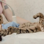 Kedilerin Kısırlaştırma Zamanı Var Mı? Ne Zaman?