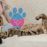 Kedilerin Kısırlaştırma Zamanı Var Mı? Ne Zaman?