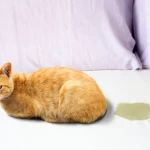 Kediler Tuvaletini Ne Kadar Tutar?