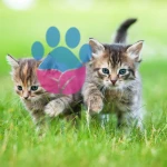 Yavru Kediler Ne Zaman Yürümeye Başlar?