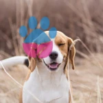 Köpekler Neden Hapşırır Köpekler Neden Hapşırır