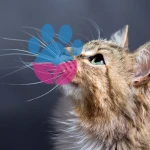 Kedilerin Bıyıkları Özellikleri Nelerdir, Kesilir mi?