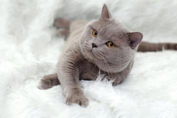 British Shorthair Çiftleşmesi Hangi Kedi Cinsleriyle Olur