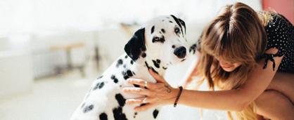 Köpeklerde Bel Ağrısı Belirtileri, Nedenleri