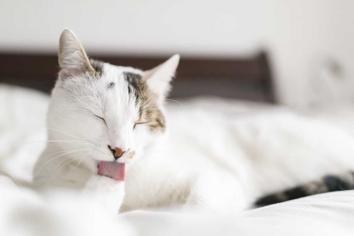 Kedi Kokusu Nasıl Gider?