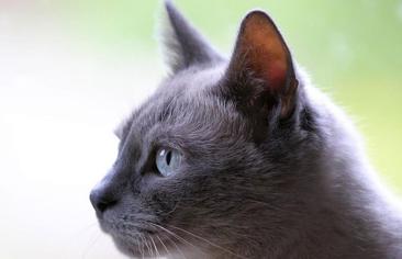 Kedi Parazit Sorunu ve Çözümü