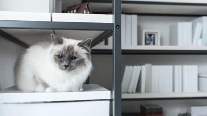 Kediler Depremi Hisseder Mi?