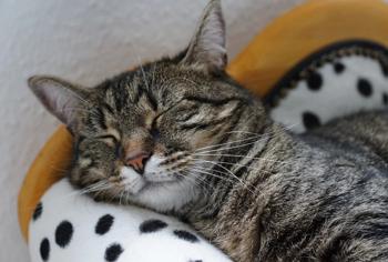 Kedilerde Aşırı Gaz Tedavisi Nasıl Yapılır?