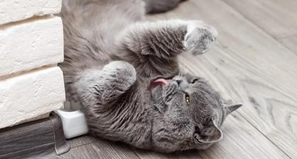 Kedilerde Duvar Yalama Nedenleri Nelerdir?