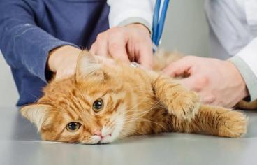 Kedilerde Kalp Üfürümü Belirtileri Nelerdir?