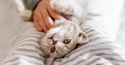 Kedilerde Karaciğer Yağlanması Belirtileri Nelerdir?