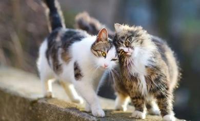 Kedilerin Birbirinden Hoşlandığı Nasıl Anlaşılır?