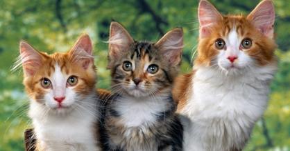 Kedilerin Boyu Ne Zamana Kadar Uzar?