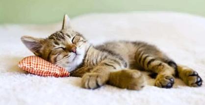 Kedilerin Uyuması İçin Ne Yapılmalı?