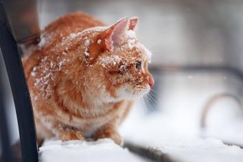 Kedilerin Vücut Isısı Nasıl Yükseltilir?