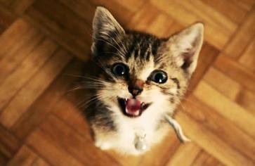 Kedim Çok Miyavlıyor, Neden?