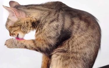 Kedim Kendini Temizlemiyor, Ne Yapmalıyım?