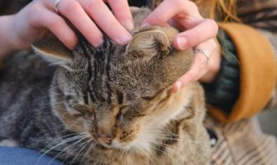 Kedim Pirelendi, Ne Yapmalıyım?