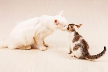 Kedim Yavrularını Emzirmiyor, Ne Yapmalıyım?
