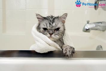 Kediler Neden Sudan Nefret Eder?