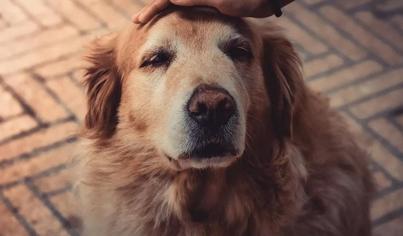 Köpeğim Sürekli Ağlıyor, Ne Yapmalıyım?