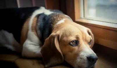 Köpeğim Yalnız Kalamıyor, Ne Yapmalıyım?