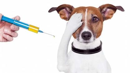 Köpeklerde Aşılama Ne Zaman Biter?