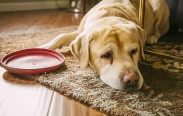 Köpeklerde Ateş Olduğu Nasıl Anlaşılır?