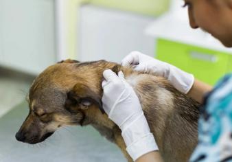 Köpeklerde Egzama Nasıl Tedavi Edilir?