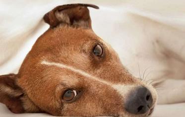 Köpeklerde Felç Nasıl Anlaşılır?