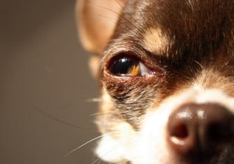 Köpeklerde Körlük Nasıl Anlaşılır?