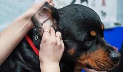 Köpeklerde Kulak Akıntısı Nedenleri ve Tedavisi