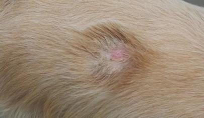 Köpeklerde Mantar Hastalığı Nasıl Geçer?