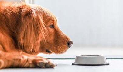 Köpeklerde Mide Rahatsızlığı Durumuna Ne İyi Gelir?