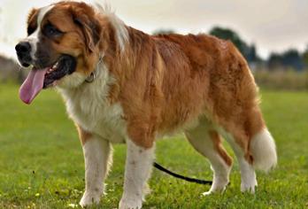 Köpeklerde Mide Rahatsızlığı Durumunda Ne Yapılır?