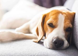 Köpeklerde Nöbet Nedenleri ve Müdahalesi