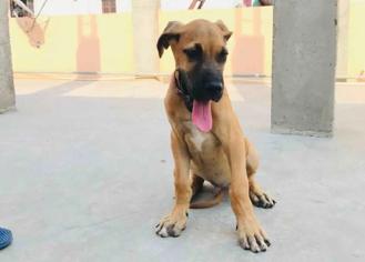 Köpeklerde Raşitizm Nasıl Tedavi Edilir?