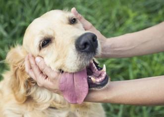 Köpeklerde Regl Dönemi Psikolojisi Nasıldır?