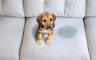 Köpeklerde Tuvalet Yönergesi ve Yapılması Gerekenler