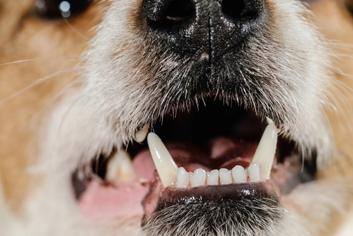 Köpeklerin Dişleri Ne Zaman Çıkar?