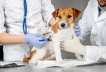 Köpeklerin Kısır Olduğu Nasıl Anlaşılır?