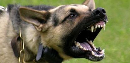 Köpeklerin Kuduz Olduğunu Nasıl Anlarız?